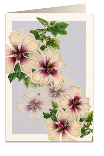 Kort 'Lavatera Maritima'