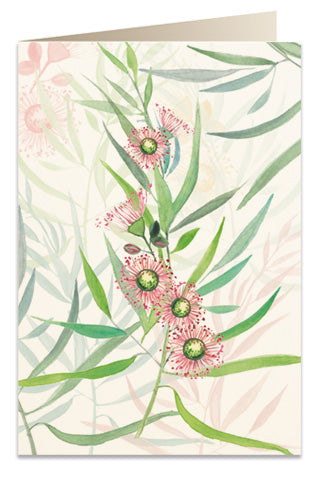 Kort 'Eucalyptus camaldulensis'