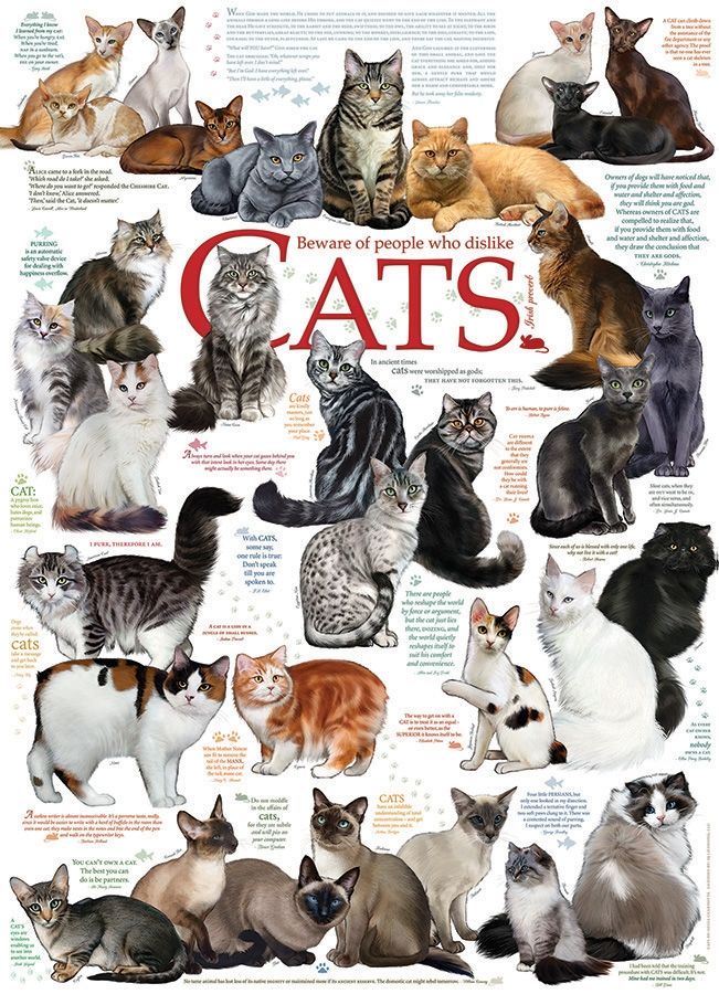 Cat Quotes 80095 1