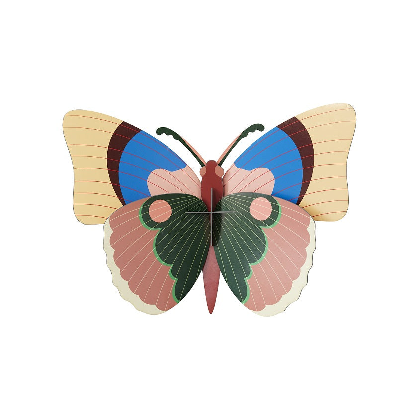 Cepora Butterfly